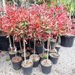 Červienka fraserova (Photinia fraseri) ´PINK MARBLE´ - výška 90-100 cm, kont. C7L  - NA KMIENKU 